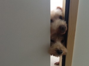 ドアの隙間から覗くココちゃんとエルちゃん(*^^*)
