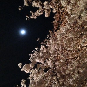 月と桜。 引き立て合って一層キレイでした♪