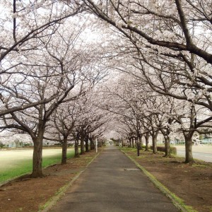 公園の桜並木。 風で散る桜もまたキレイですよね(^^)
