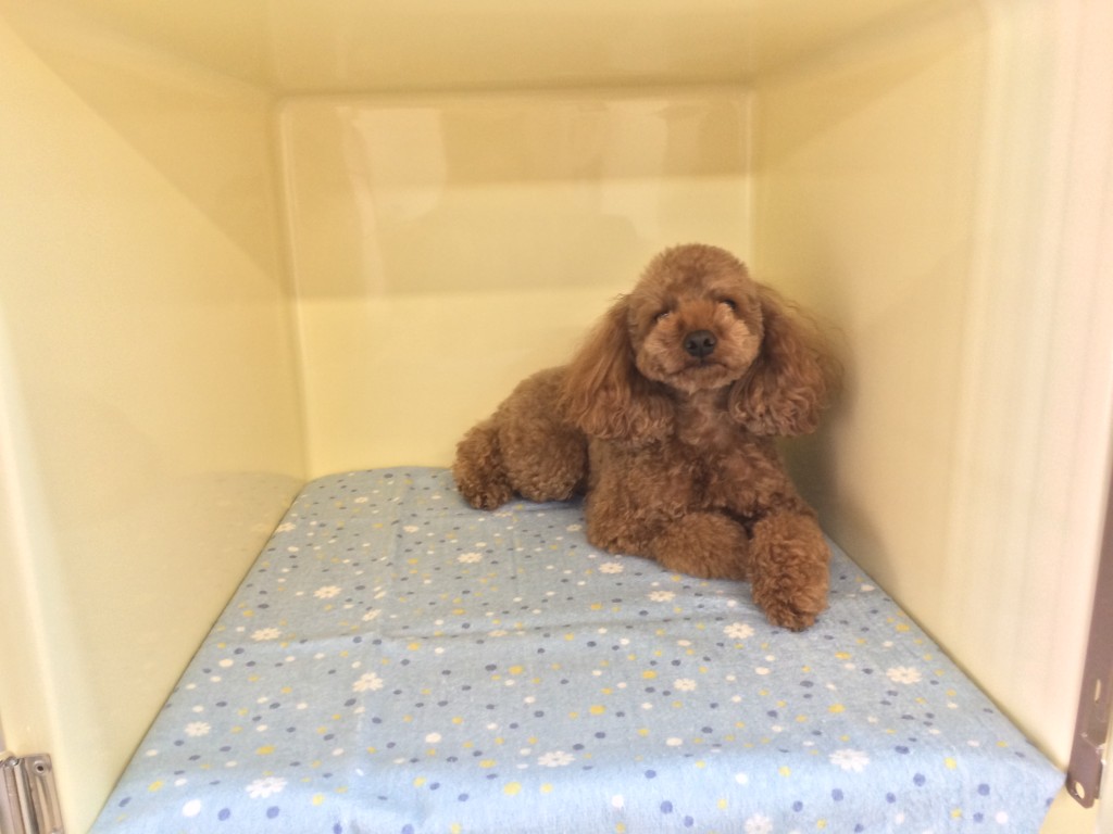 コロちゃんお泊り中